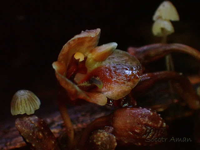 Gastrodia pubilabiata