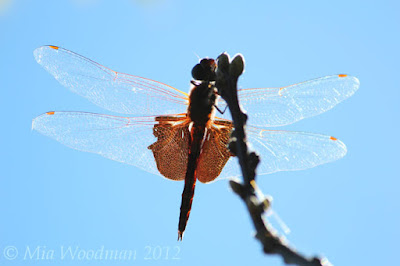 carolina saddlebags dragonfly