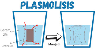 osmosis, plasmolisis, membran plasma terlepas dari dinding sel