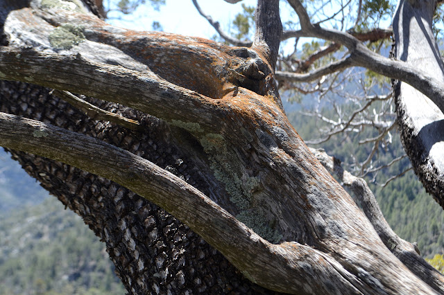 half debarked juniper with lichen