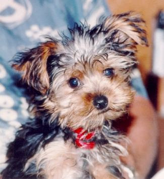 Yorkie pictures