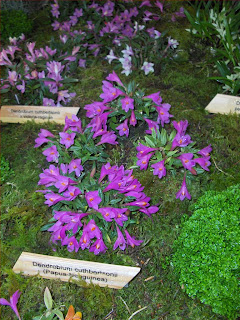 dendrobium cuthbertsonii gruppo con fiori viola