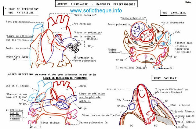 Anatomie de l'Artère Pulmonaire