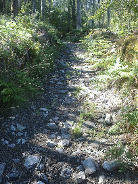 Pista forestal ruta de senderismo san lois