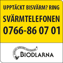 Svärmfångst