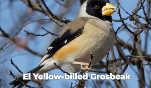 El Yellow-billed Grosbeak