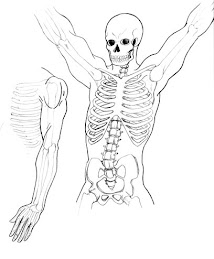 Anatomy