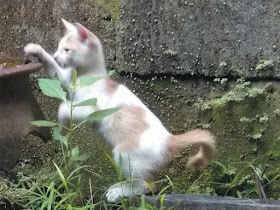 Foto-Foto Anak Kucing Lucu di Luar Jendela Kamar Kost Gue 04