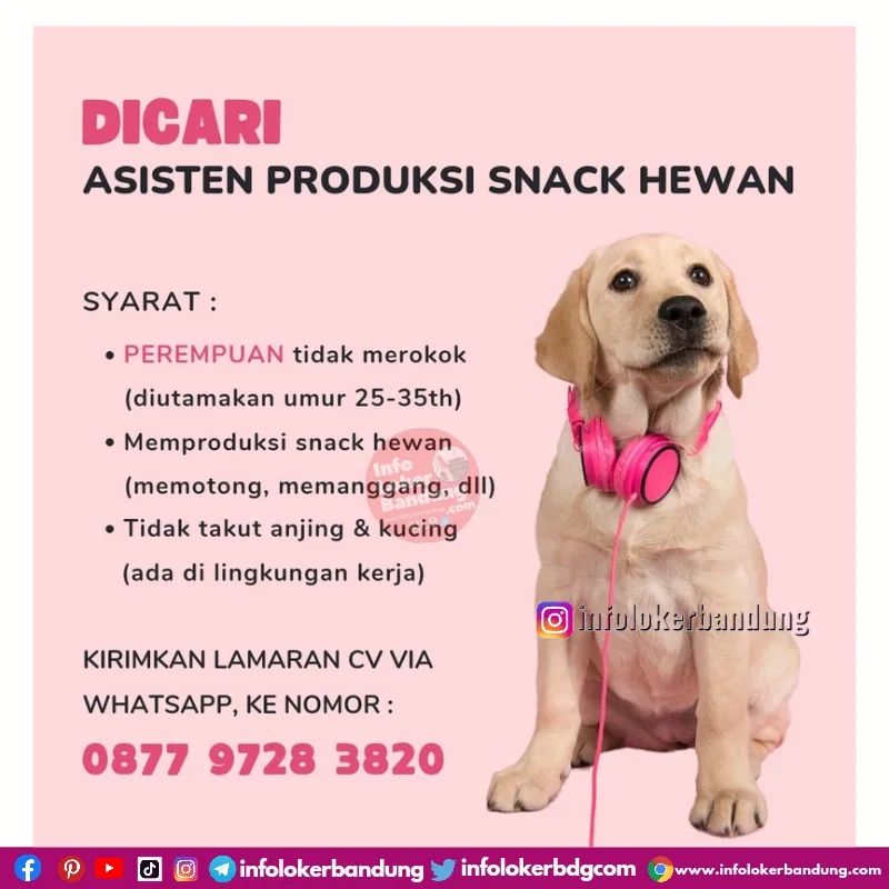 Dicari ! Asisten Produksi Snack Hewan Bandung Maret 2024