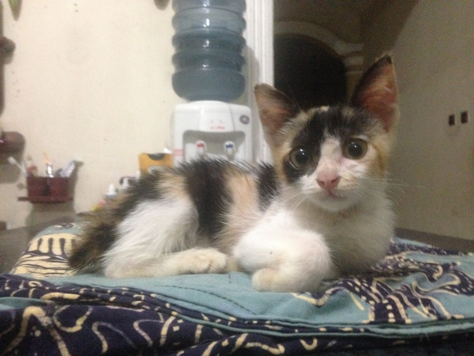 Kucing Susah Pipis Kena Penyakit FUS FLUTD Sembuh 2017