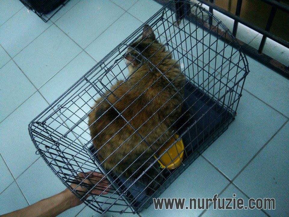 Kucing Obesiti Di Klinik Cik EN - Nurfuzie.com