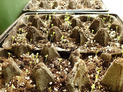 Salad Bowl Lettuce Germination