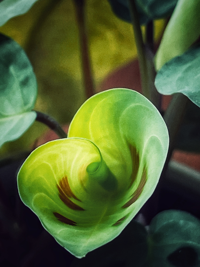 New Leaf Unfurling