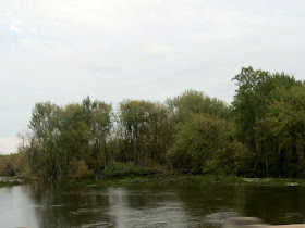 trees along a river
