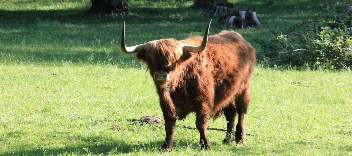 highland cattle