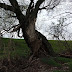 Gebrochener Baum