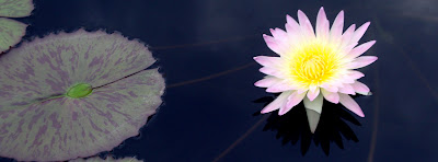 Water Lily at the Atlanta Botanical Garden