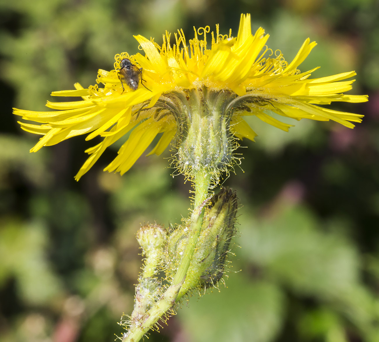 3 types of wildflowers Perennial Sowthistle Sonchus Arvensis | 1300 x 1175