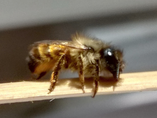 Murarka ogrodowa, Osmia bicornis, Osmia rufa - samica