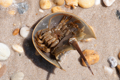 young crab underbelly