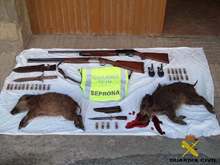 Crías de jabalí matadas por cazadores furtivos y numerosas armas incautadas por el SEPRONA.