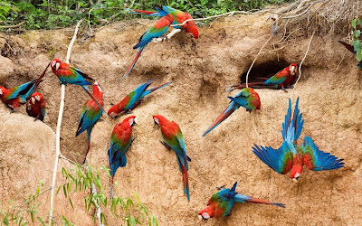 foto de bandada de loros