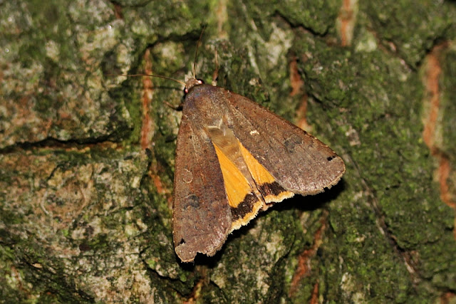 Hausmutter, Noctua pronuba