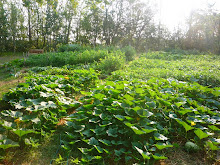 My garden