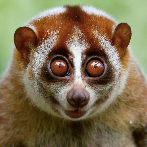 Wallpaper 3 || beautiful animals
