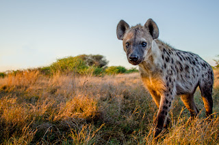 Hyena Facts in Hindi