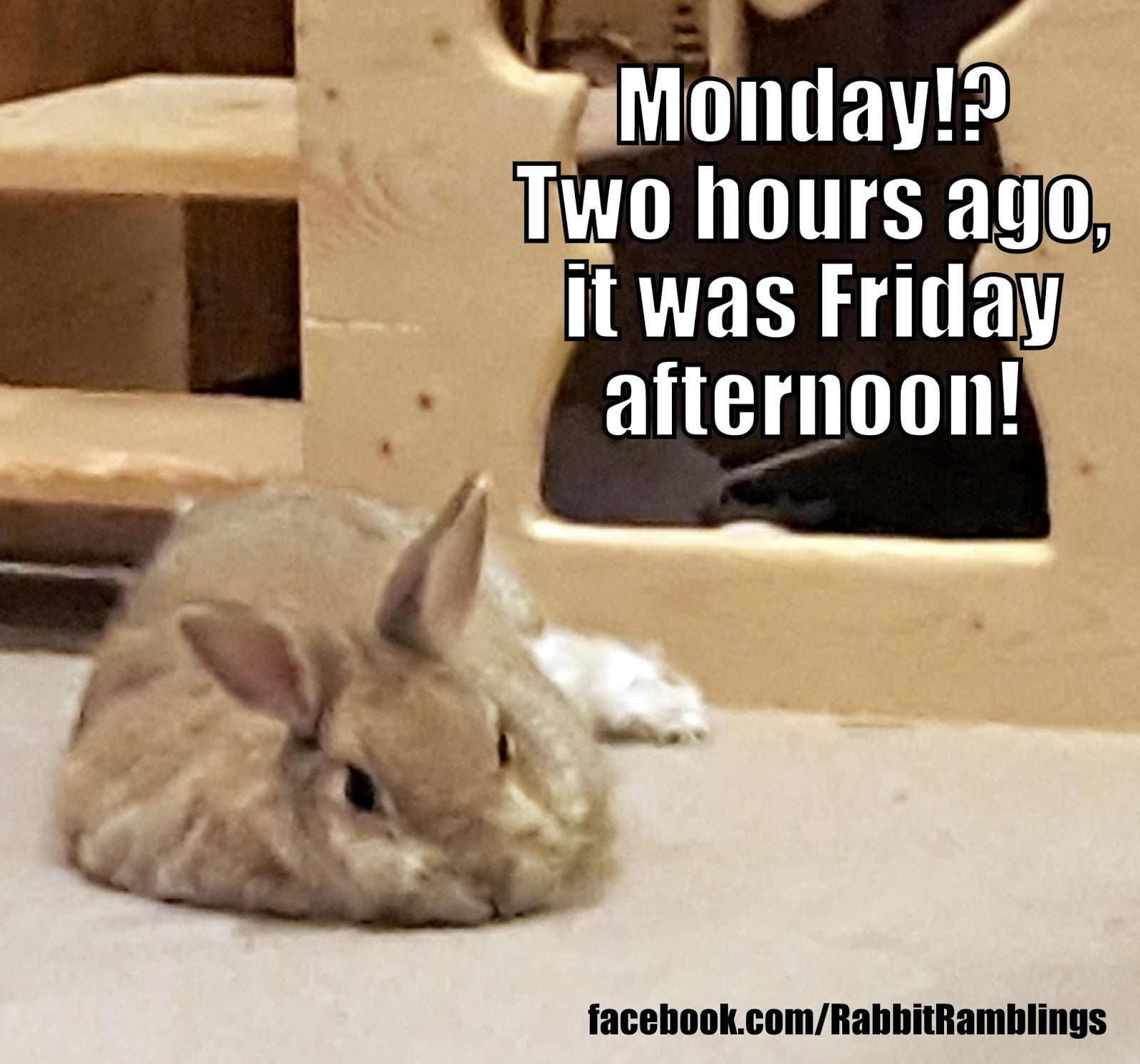 Rabbit Ramblings Funny Bunny Monday Memeday