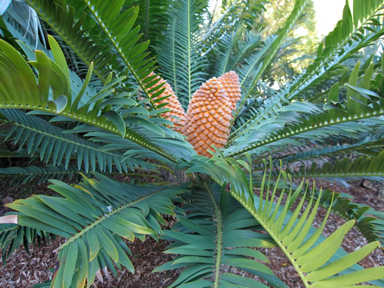 Cycads