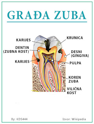 Grafička građa zuba - Nešković Dent