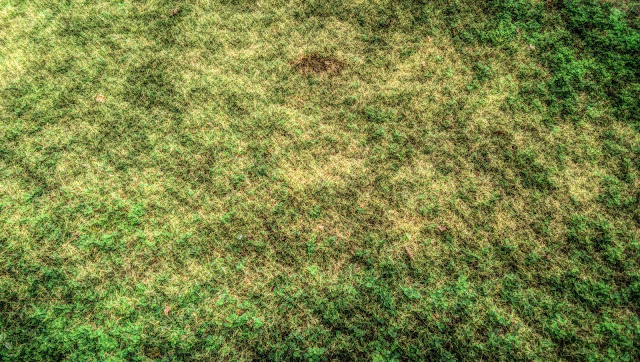 free picture of green grass