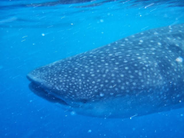 Whale sharks at Isla Holbox in Mexico