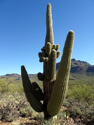 Tucson MT. Park