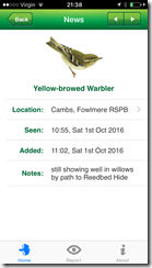 Yellow-browed Warbler