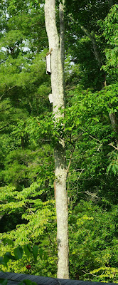 brown squirrel