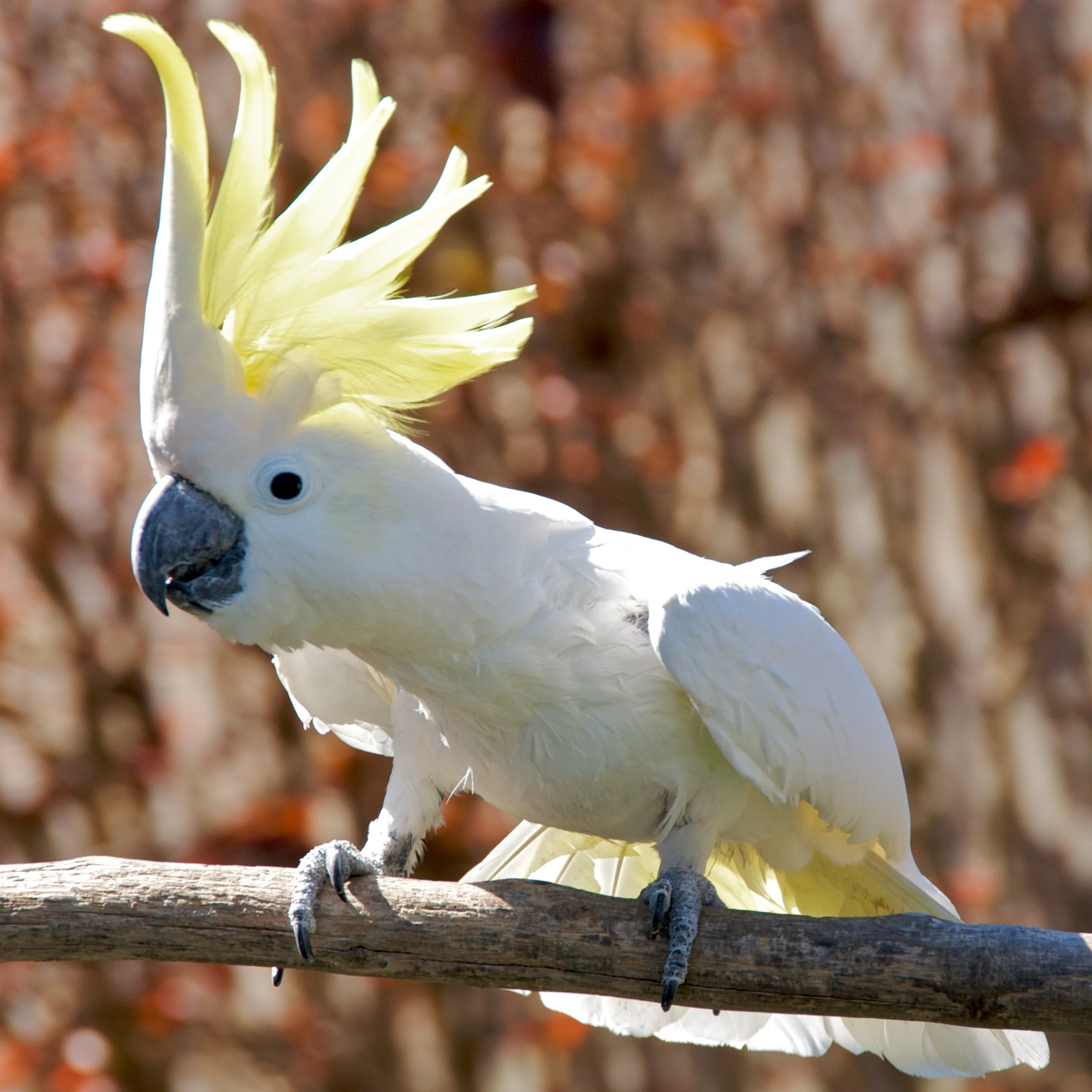 Beautiful pictures of cockatoo birds - dove, cuckoo, myna, teal, pigeon, magpie, cockatoo, beautiful pictures of birds - birds - NeotericIT.com