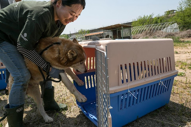 Dozzine di cani salvate dal mattatoio in Corea del Sud dall'associazione dei animali