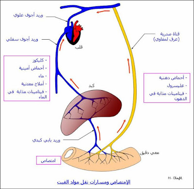 الهضم