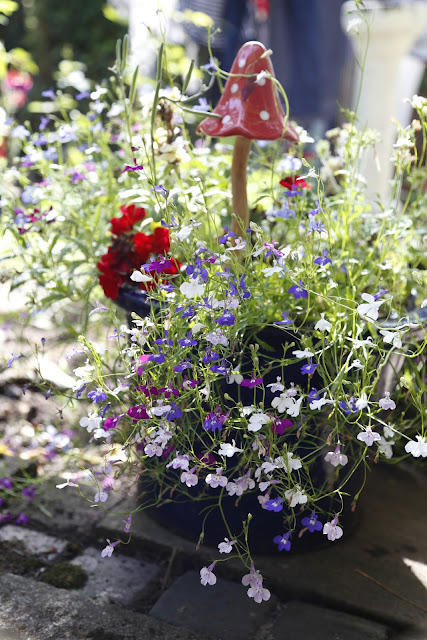 Mixed Colour Lobelia in White, Purple & Blue in Pot with Toadstool Windchime