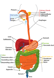 Your Digestive System and How it Works