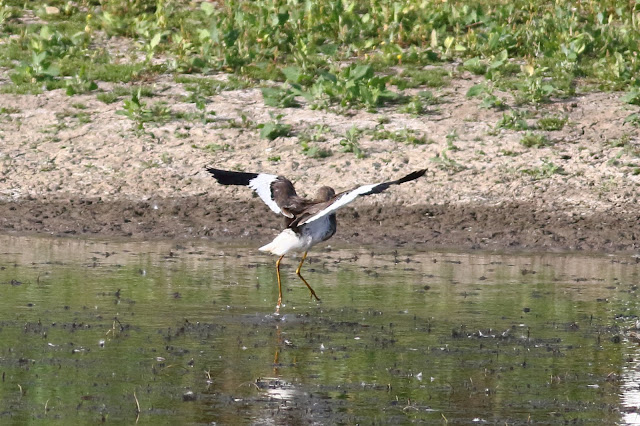 White Tailed Lapwing, Blacktoft Sands, East Yorkshire. 01/09/21