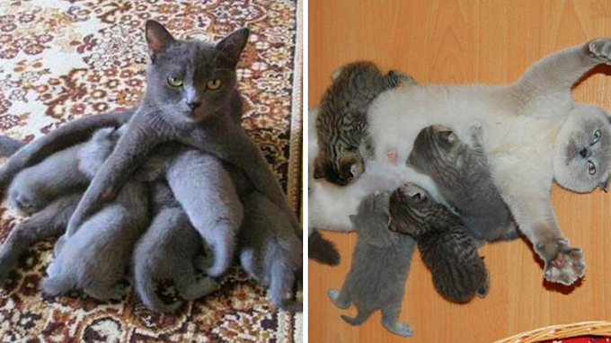 These 30 Cat Moms Have Had Enough Of Their Kittens, And It Shows On Their Faces
