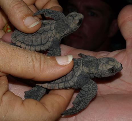 Baby Turtles That Fit in the Palm of Your  Hand Seen On www.coolpicturegallery.us