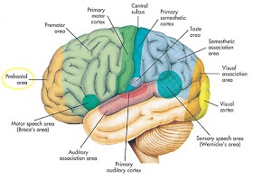 4 Tips Menjaga Kesehatan Otak Anda