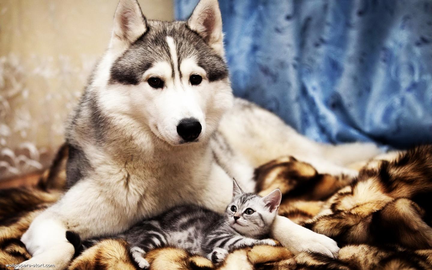 Dogs and Cats Wallpapers | Informatii despre pisici