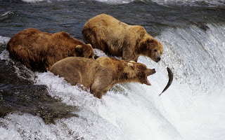 brown bears alaska (52)