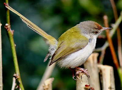 Common Tailorbird